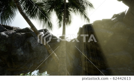 Big Palms in Stone Cave with Rays of Sunlight 62442613