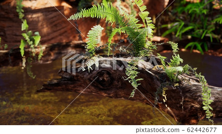 tropical golden pond with rocks and green plants tropical golden pond with rocks and green plants 62442677