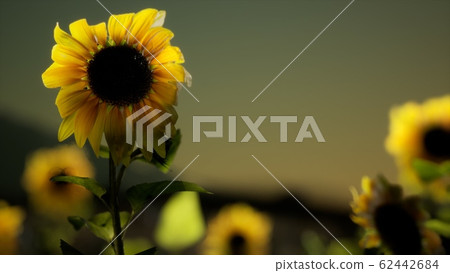 Sunflower field on a warm summer evening Sunflower field on a warm summer evening 62442684