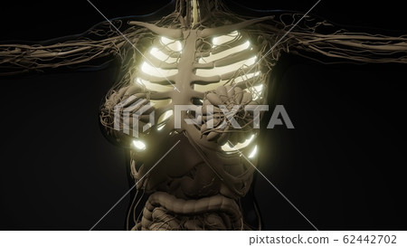 Human Lungs Radiology Exam Human Lungs Radiology Exam 62442702