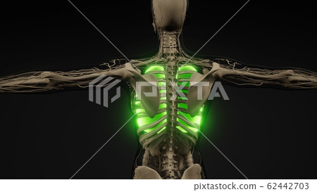 Human Lungs Radiology Exam Human Lungs Radiology Exam 62442703