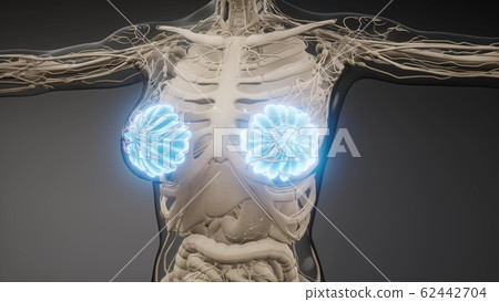 medically accurate illustration of an obese womens medically accurate illustration of an obese womens 62442704