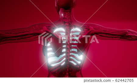 Human Lungs Radiology Exam Human Lungs Radiology Exam 62442705