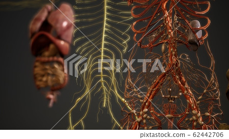 Animated 3D human anatomy illustration Animated 3D human anatomy illustration 62442706