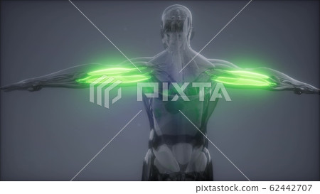 triceps - Visible muscle anatomy map triceps - Visible muscle anatomy map 62442707