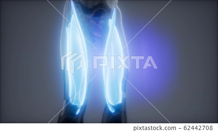 thigh muscles - Visible muscle anatomy map thigh muscles - Visible muscle anatomy map 62442708