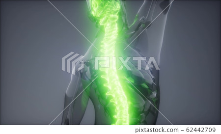 Backache in Back Bones Backache in Back Bones 62442709