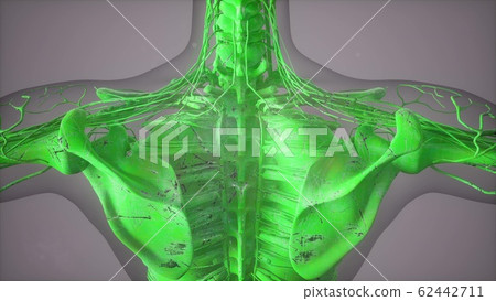 Complete close-up view of the Skeletal System with 62442711