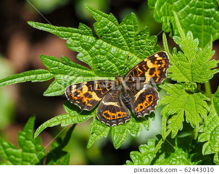 Sakahabo Hosho Sakahabo Hosho 62443010