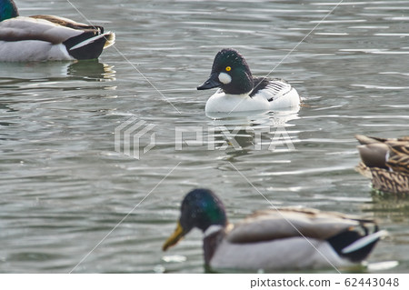 Rhododendron Rhododendron 62443048