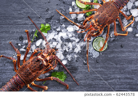 Lobster dark background Lobster dark background 62443578