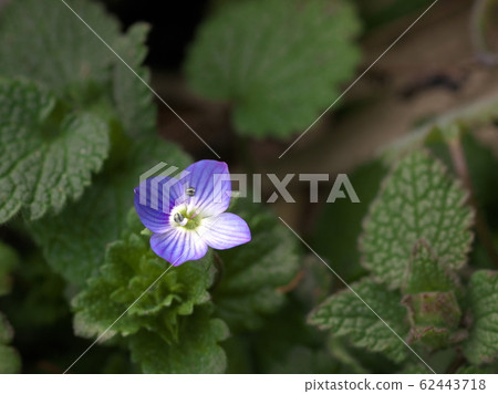 Persian speedwell Persian speedwell 62443718