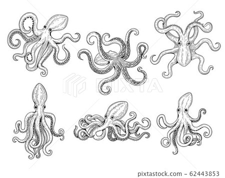 Octopus. Ocean fishes big underwater monster wild squid vector hand drawn marine tattoo template 62443853