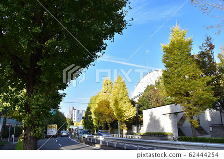 Ginkgo trees next to Yoyogi Park 62444254
