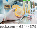 neurospora mold 62444379