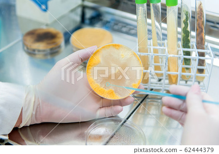 neurospora mold 62444379