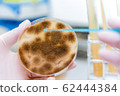 aspergillus niger 62444384