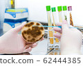 aspergillus on petri dish 62444385