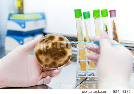 aspergillus on petri dish aspergillus on petri dish 62444385