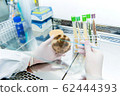 aspergillus petri dish in lab 62444393