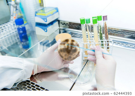 aspergillus petri dish in lab aspergillus petri dish in lab 62444393