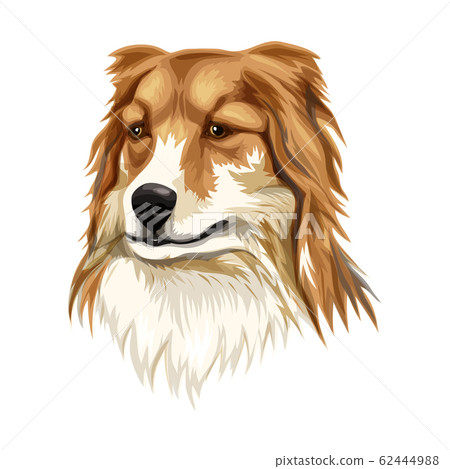 SheltieShetland sheepdog vector illustration 62444988
