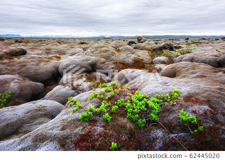 Lava field covered with green moss Lava field covered with green moss 62445020