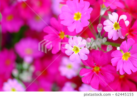 花 花 62445155