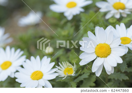 North Pole North Pole 62447860