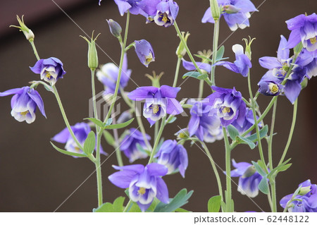 小田玉花 小田玉花 62448122