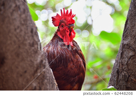 夏威夷毛伊島上的榕樹上的野雞 62448208