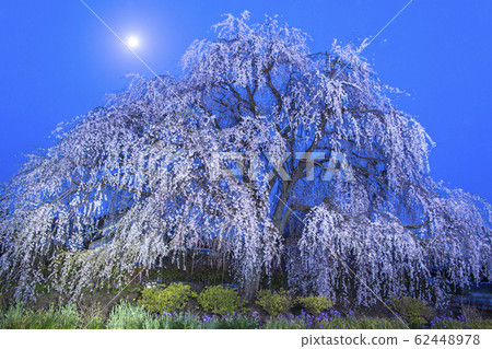 [Spring image] Weeping cherry blossoms illuminated by the full moon 62448978