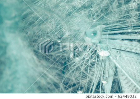 Close up Beautiful aquamarine Bird feather pattern Close up Beautiful aquamarine Bird feather pattern 62449032