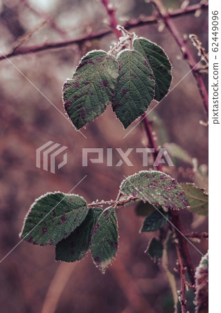 Beautiful frosty leaves on blurred nature Beautiful frosty leaves on blurred nature 62449096