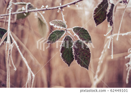 Beautiful frosty leaves on blurred nature Beautiful frosty leaves on blurred nature 62449101