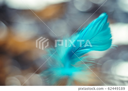 Close up Beautiful blue Bird feather pattern Close up Beautiful blue Bird feather pattern 62449189