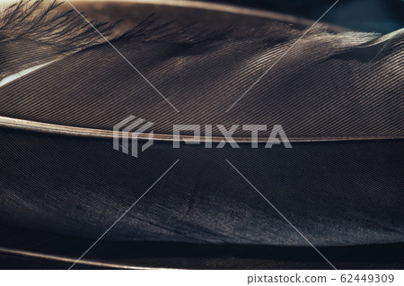 Close up Beautiful Colored duck Bird feather Close up Beautiful Colored duck Bird feather 62449309