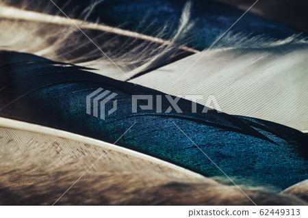 Close up Beautiful Colored duck Bird feather Close up Beautiful Colored duck Bird feather 62449313