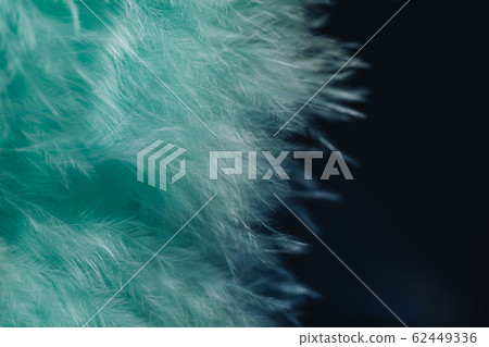 Close up Beautiful green trends bird  feather 62449336
