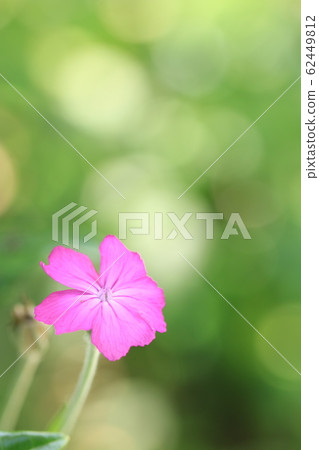 Riknice Coronaria Riknice Coronaria 62449812