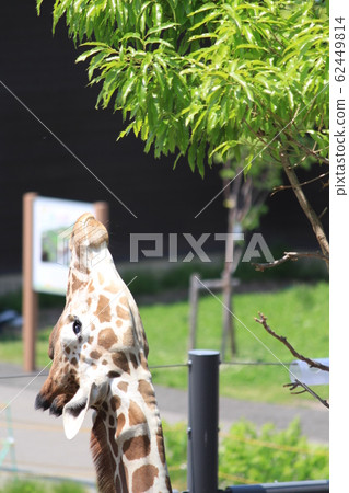 Giraffe Giraffe 62449814