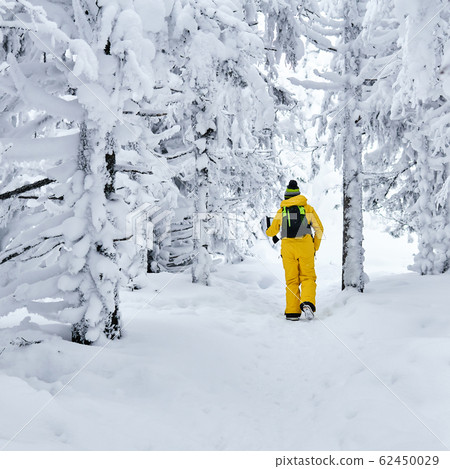 female hiker walks through a winter forest looking 62450029