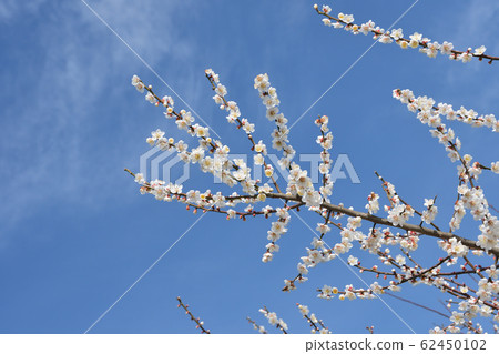 Plum blossom Plum blossom 62450102