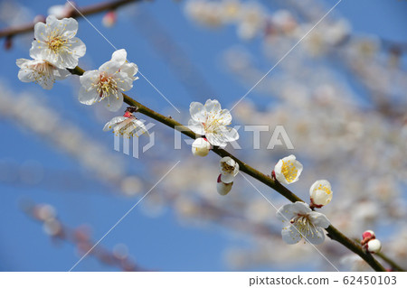 Plum blossom Plum blossom 62450103