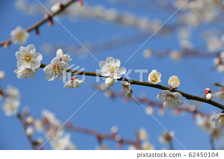 Plum blossom Plum blossom 62450104