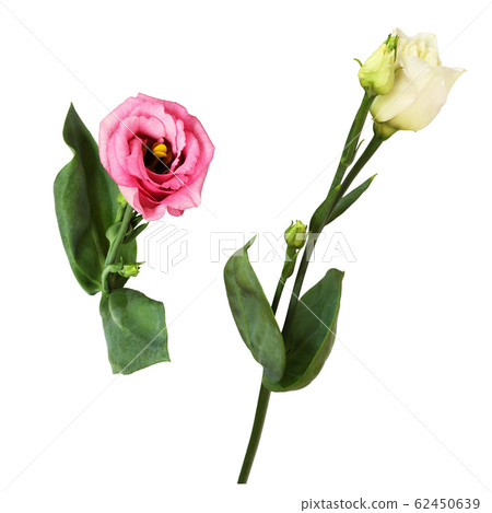 Set of eustoma flowers 62450639