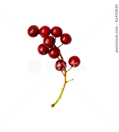 Red bird-cherries Red bird-cherries 62450640
