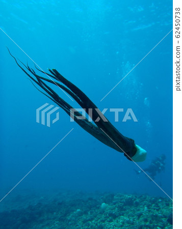 Miyakojima Diving Swimming Octopus 62450738