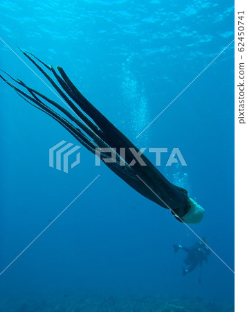 Miyakojima Diving Swimming Octopus 62450741