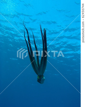 Miyakojima Diving Swimming Octopus 62450744